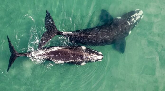 Offshore Wind Farms: The Implications for Whales and their Habitats